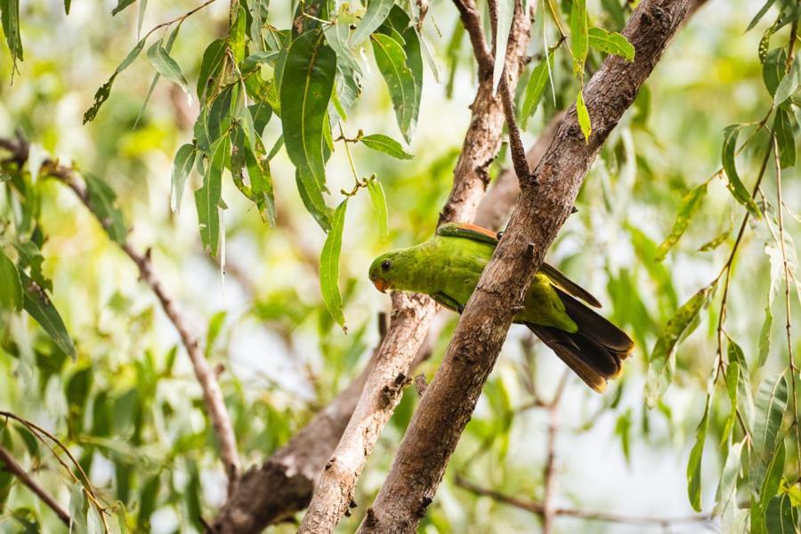 Litchfield Tropical Stay Batchelor Esterno foto